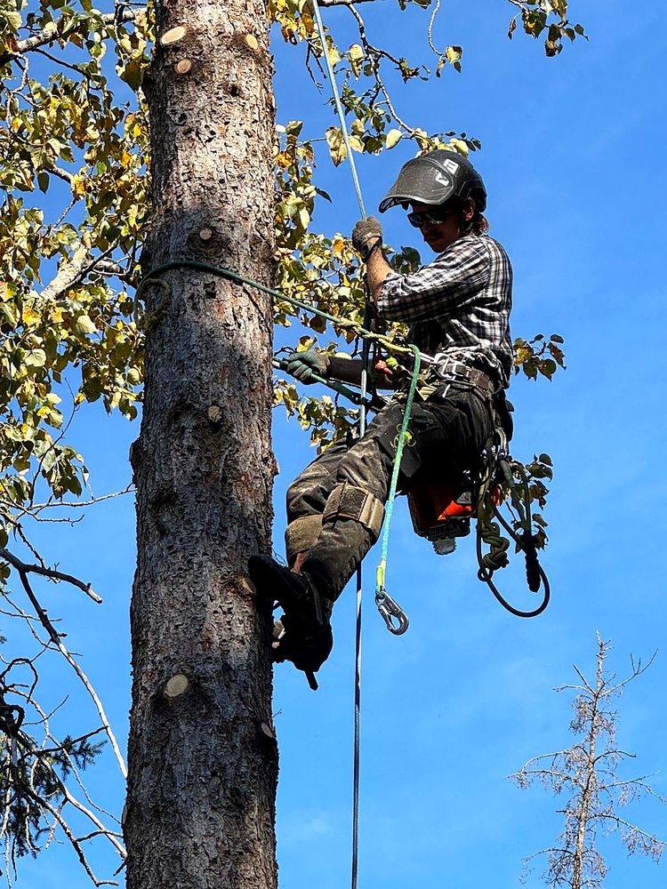 H&A climber spurring up a spruce during a removal