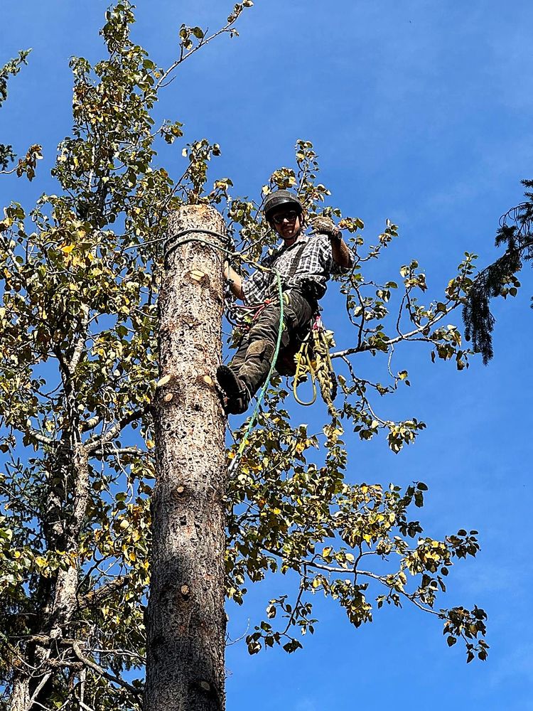 H&A climber giving a thumbs up from the top of a topped spruce