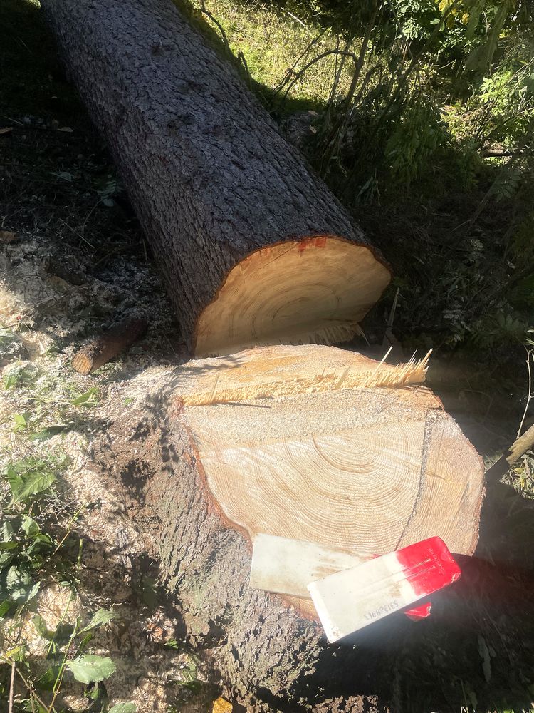 Large spruce felled and bucked, with felling wedges on the stump