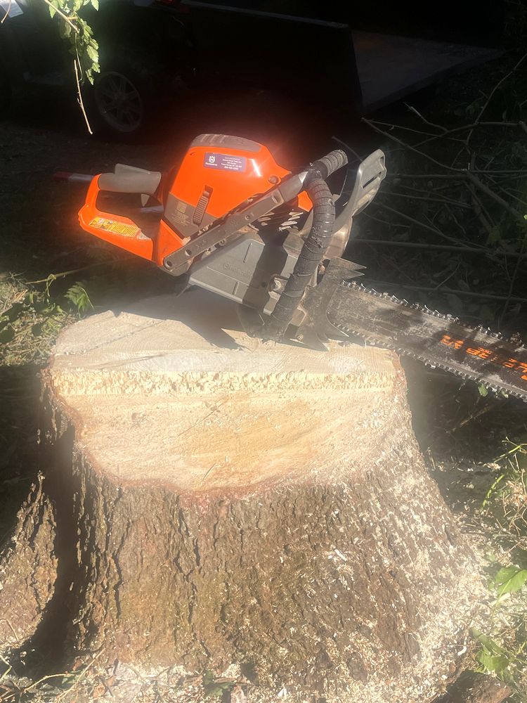 Husqvarna saw resting on a fresh stump after a removal
